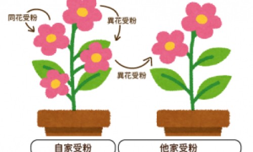屎壳郎的药名叫什么-屎壳郎有药用价值网 :分享屎壳郎的药名叫什么-屎壳郎的药名叫什么知识